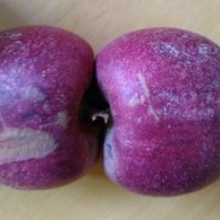 供應(yīng)黑桃新品種