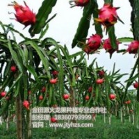 金田源火龍果苗頗享盛譽_火龍果苗_火龍果苗批發(fā)價