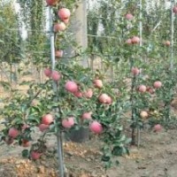 臨沂興旺苗木繁育合作社供應(yīng)煙富8蘋果苗