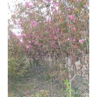 臨沂興旺苗木繁育合作社供應(yīng)絢麗海棠1--6公分