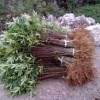 供應一到兩年花椒苗優(yōu)質花椒苗