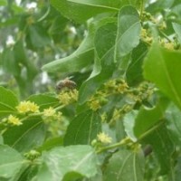 山西棗樹6-8公分棗樹+8公分棗樹