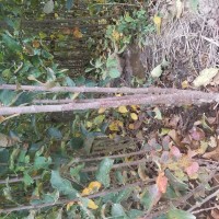 長期供應(yīng)蘋果苗各種品種