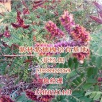 紫林種植苗木價(jià)格低|紫穗槐|批發(fā)紫穗槐小苗