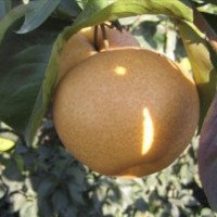 含糖高，耐低溫晚秋黃梨苗，金秋香梨苗【圖片，價(jià)格，批發(fā)】