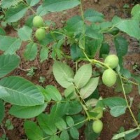 河南南陽核桃苗1/2年生嫁接苗