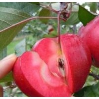 供應(yīng)紅肉蘋果苗