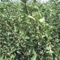 中國山楂苗山楂果山楂樹之鄉(xiāng)