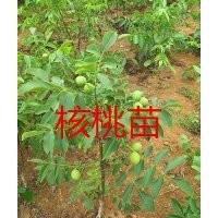 四川嫁接核桃樹(shù)苗，香玲核桃樹(shù)苗批發(fā)，四川核桃苗基地