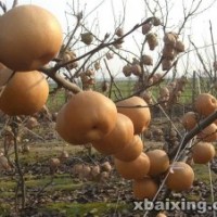 苗木供應商，供梨苗，晚秋黃梨苗，金秋香梨苗