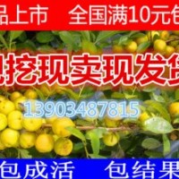 中華鈣果苗價(jià)格 中華鈣果苗報(bào)價(jià) 中華鈣果苗批發(fā) 山西中華鈣果苗