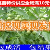 山西核桃樹(shù)苗 核桃苗報(bào)價(jià) 核桃苗最新價(jià)格 成品嫁接核桃苗