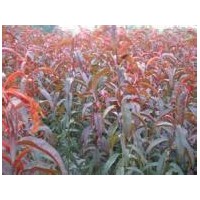 供應(yīng)紅葉桃