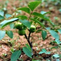 山西核桃苗 專營各規(guī)格核桃苗