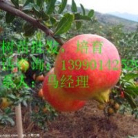 紅如意軟籽石榴，突尼斯軟籽石榴，大紅甜石榴