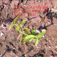 香玲核桃樹苗，漾濞核桃樹苗，新疆薄殼核桃樹苗， 8518核桃樹苗