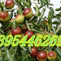 棗苗棗苗的管理棗苗品種