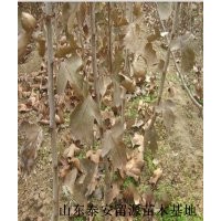 優(yōu)質(zhì)山楂苗價(jià)格，山東山楂苗供應(yīng)商，山楂苗基地