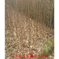 山東柿子苗供應(yīng)商，優(yōu)質(zhì)柿子苗價(jià)格，柿子苗基地