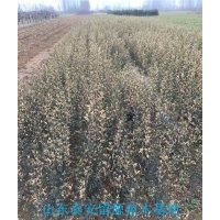 山東枸橘苗基地，優(yōu)質(zhì)枸橘苗價(jià)格