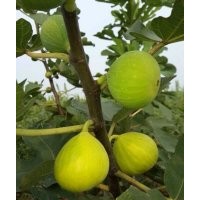 河北樂優(yōu)大量出售無花果