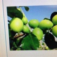 供應(yīng)臺(tái)灣（高朗1號(hào)）大青棗苗