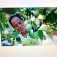 供應(yīng)臺(tái)灣（青花梨）苗