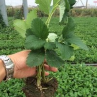 草莓苗，草莓苗基地，草莓苗品種