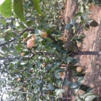 山東紅梨苗太紅１號(hào)紅梨１８３６６６３０６８７