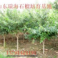 出售石榴樹苗#批發(fā)石榴樹#供應(yīng)石榴盆景