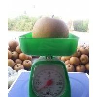 山東0.5-2公分梨樹苗批發(fā)價格