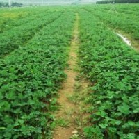 紅顏草莓苗 章姬草莓苗 豐香草莓苗基地