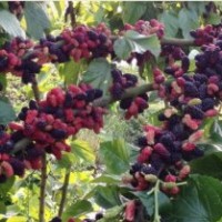 供應(yīng)優(yōu)質(zhì)果桑苗 抗性強(qiáng)產(chǎn)量高