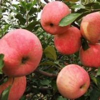 山西蘋果苗供應