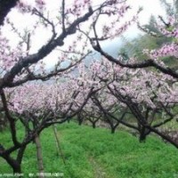 山西桃樹苗供應