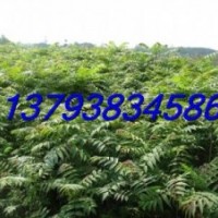 紅油香椿苗 香椿樹苗 大棚香椿苗 占地香椿苗