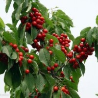 吉塞拉矮化櫻桃苗價格 吉塞拉矮化櫻桃苗基地