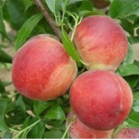 桃苗、極晚熟桃苗。臨沂迎霜紅桃苗