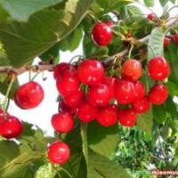 脫毒矮化大櫻桃種苗