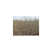 專供山西核桃苗