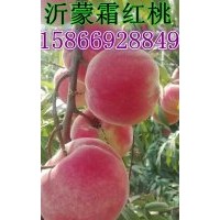 沂蒙霜紅桃 沂蒙霜紅桃價(jià)格 沂蒙霜紅桃批發(fā)