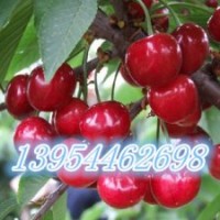 優(yōu)質(zhì)早熟櫻桃苗 櫻桃苗品種 櫻桃苗價格