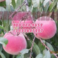 山東錦宏桃樹苗廠家