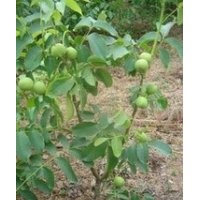 供應(yīng)：核桃苗，薄皮核桃苗，占地核桃苗