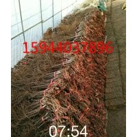 葡萄苗_吉林遼寧葡萄苗_葡萄苗種植技術(shù)