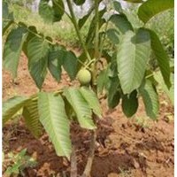 山西紙皮核桃苗批發(fā) 優(yōu)質核桃苗出售 核桃苗價格