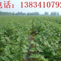 秋紅葡萄樹(shù)苗 山西秋紅葡萄樹(shù)苗報(bào)價(jià)