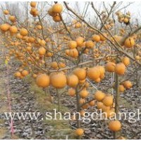 晚秋黃梨，金秋香梨，愛宕梨苗，中華玉梨等梨樹苗供應(yīng)