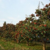 供應(yīng)山楂樹(shù)小苗價(jià)格