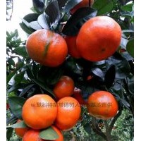 廣西河池默科特茂谷柑苗種植